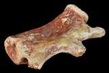 Fossil Theropod Dinosaur Caudal Vertebra - Morocco #144826-1